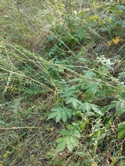 Agrimonia eupatoria