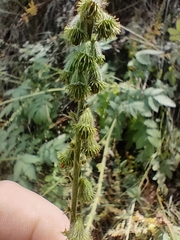 Agrimonia eupatoria