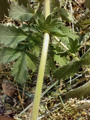 Agrimonia eupatoria