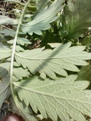 Agrimonia eupatoria