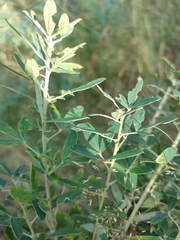 Chamaecytisus ruthenicus