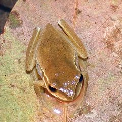 Ranoidea pearsoniana