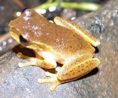 Ranoidea pearsoniana