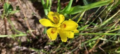 Moraea tricolor