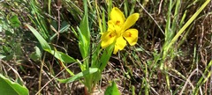 Moraea tricolor