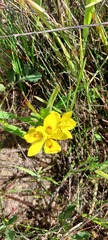 Moraea tricolor