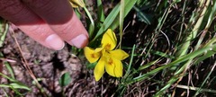 Moraea tricolor