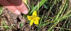 Moraea tricolor