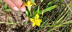 Moraea tricolor