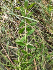 Cruciata glabra