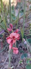 Indigofera procumbens