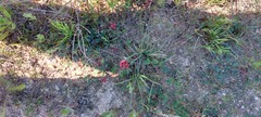 Indigofera procumbens