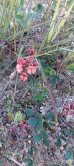 Indigofera procumbens