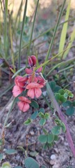 Indigofera procumbens