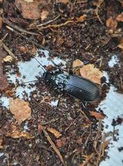 Pterostichus melanarius