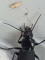 Pterostichus melanarius