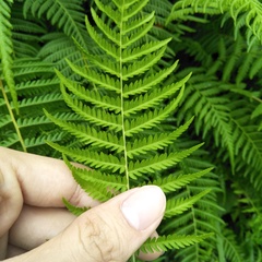 Amauropelta beddomei