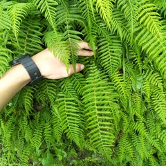 Amauropelta beddomei