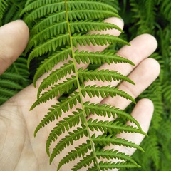 Amauropelta beddomei