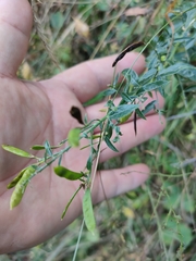 Genista tinctoria