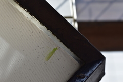 Tropidomantis gressitti