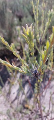Leucadendron verticillatum