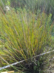 Elegia tectorum