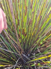 Elegia tectorum
