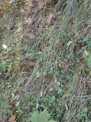 Phleum pratense nodosum