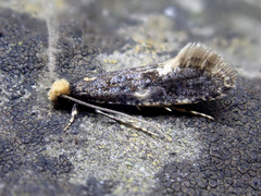 Monopis weaverella