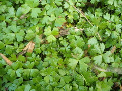 Hydrocotyle tripartita