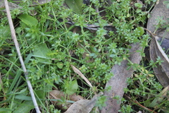 Galium murale
