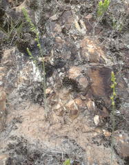 Holothrix brevipetala