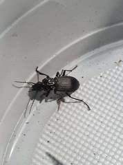 Pterostichus melanarius