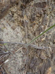 Holothrix brevipetala