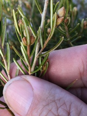 Ricinocarpos linearifolius