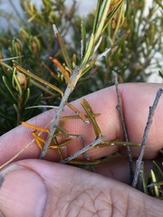Ricinocarpos linearifolius