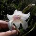 Gladiolus rudis - Photo no hay derechos reservados, subido por Klaus Wehrlin