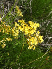 Senecio subcanescens