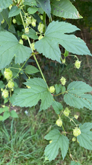 Humulus lupulus