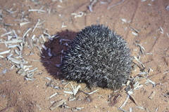 Greater Hedgehog Tenrec photo 2