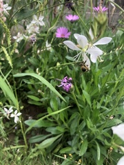 Apis mellifera