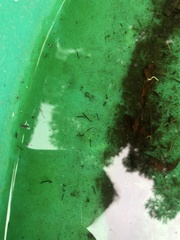 Insecta