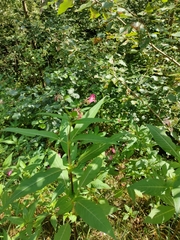Impatiens glandulifera