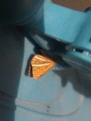 Isturgia limbaria