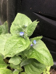 Pentaglottis sempervirens