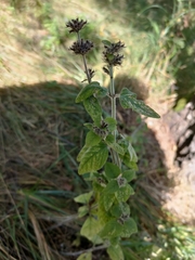 Clinopodium vulgare