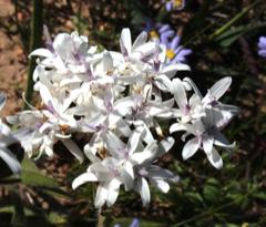 Corymbium villosum