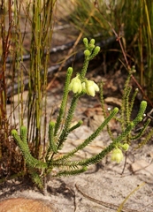 Erica sparrmanni
