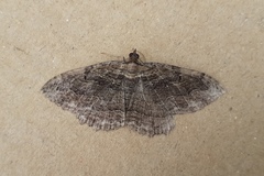 Philereme transversata